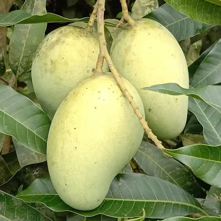 Vastara Mango (વસ્તારા કેરી)
